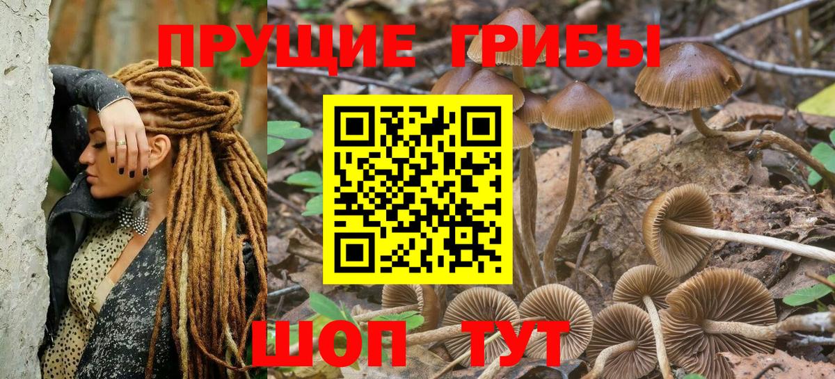 Галлюциногенные грибы Cubensis Карасук