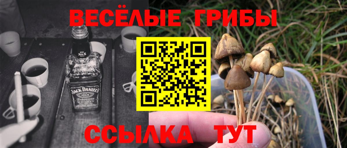 Псилоцибиновые грибы Psilocybe  Карасук 
